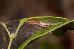 Perispasta caeculalis