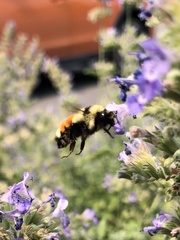 Bombus huntii