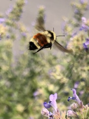 Bombus huntii