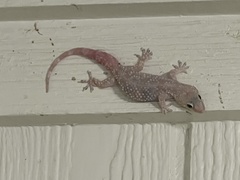 Hemidactylus turcicus