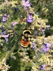 Bombus huntii