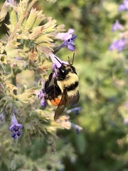 Bombus huntii