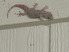 Hemidactylus turcicus