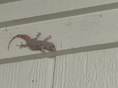 Hemidactylus turcicus