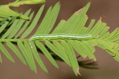 Cutina distincta