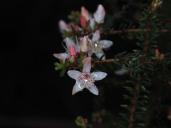 Calytrix alpestris
