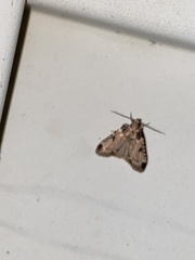 Aglossa costiferalis