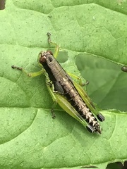 Melanoplus gracilis