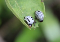 Leptinotarsa undecimlineata