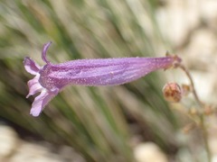 Penstemon scapoides