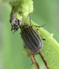 Ophraella notulata
