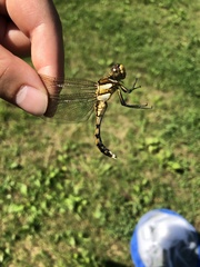 Orthetrum albistylum