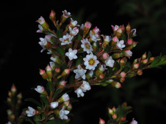 Thryptomene calycina