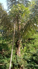 Arenga pinnata