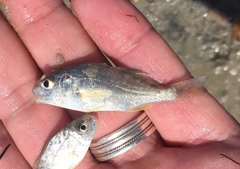 Leiostomus xanthurus