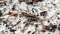 Acorypha decisa