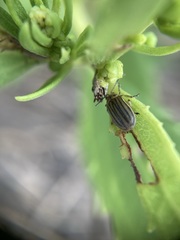 Ophraella notulata