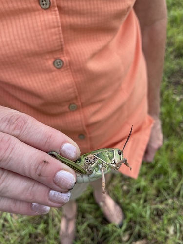 Plains lubber grasshopper