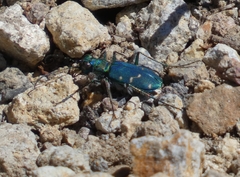 Cicindela depressula depressula