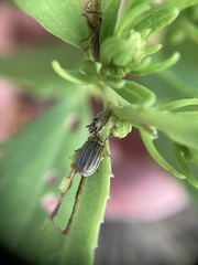 Ophraella notulata