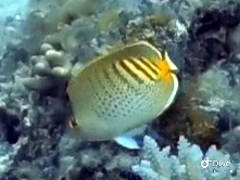 Chaetodon punctatofasciatus