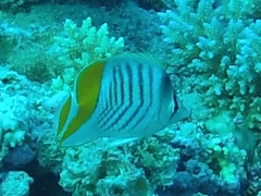 Chaetodon mertensii