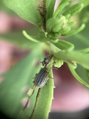 Ophraella notulata