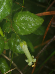 Correa aemula