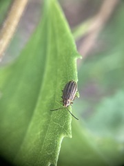 Ophraella notulata