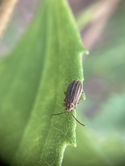 Ophraella notulata