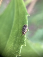 Ophraella notulata