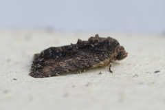 Stenopterygia calida