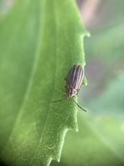 Ophraella notulata