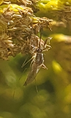 Aedes vexans