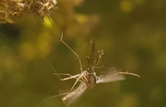 Aedes vexans