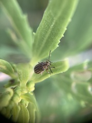 Ophraella notulata
