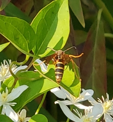 Polistes