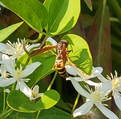 Polistes