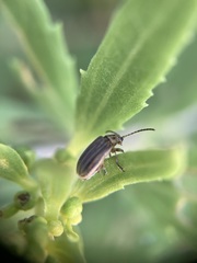 Ophraella notulata