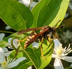 Polistes