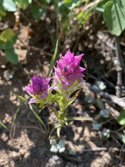 Orthocarpus cuspidatus