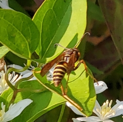 Polistes