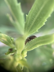 Ophraella notulata