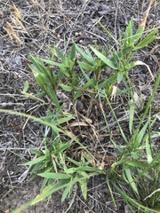 Dichanthelium scribnerianum