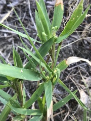 Dichanthelium scribnerianum