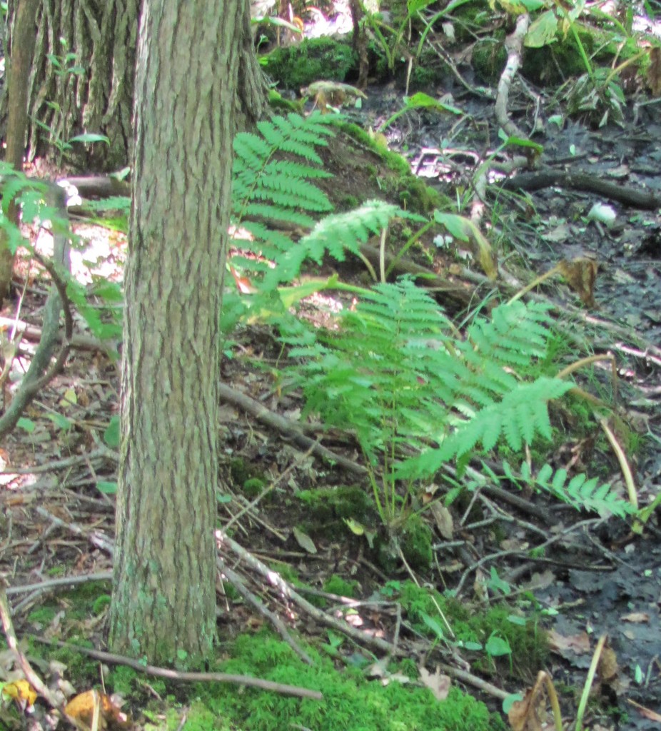 cinnamon fern in July 2014 by Chuck Thomas. common fern on hummocks in