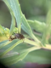 Ophraella notulata