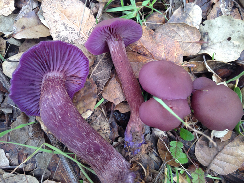 Western Amethyst Laccaria