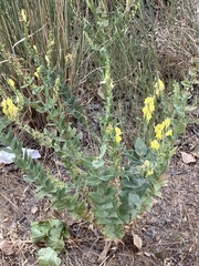 Linaria dalmatica dalmatica