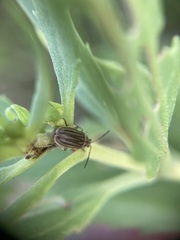 Ophraella notulata